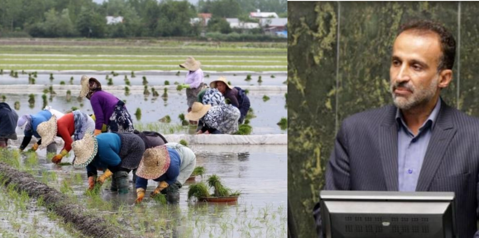 ابراهیم نجفی نماینده مردم آستانه اشرفیه و کیاشهر وعضو کمیسیون کشاورزی، آب و منابع طبیعی ، عملکردتان را برای کشاورزان گیلانی رسانه ای کنید/ چرا در مقابل افزایش آب بهای ۳۰۰ درصدی آب منطقه ای گیلان سکوت کردید؟