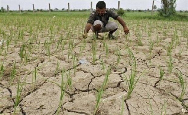 گلشن فرماندار لنگرود ازتنش آبی در ۱۰۰۰ هکتار از شالیزارهای لنگرود، سخن می گوید/ شایسته است خرمی مدیرعامل آب منطقه ای گیلان علت تنش آبی در لنگرود را به مردم گزارش دهند و نسبت به رفع آن اقدام نمایند