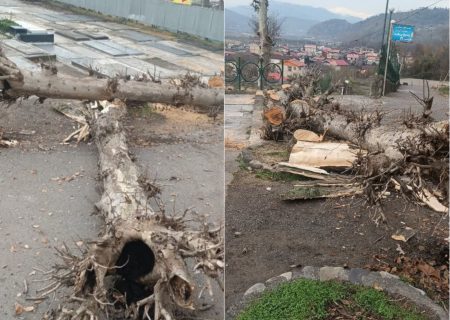 رئیس اداره اوقاف و امورخیریه شهرستان رشت در بیانیه‌ای جزئیات صدور مجوز قطع درختان امامزاده هاشم را تشریح کرد