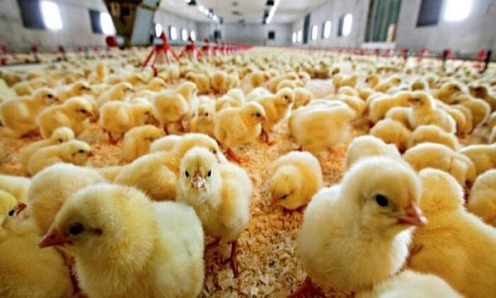 ورود دادستانی به ماجرای جوجه‌کُشی در اردبیل/ تعقیب کیفری عاملان این اقدام+فیلم