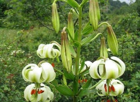 جشنواره گل سوسن چلچراغ در روستای داماش رودبار