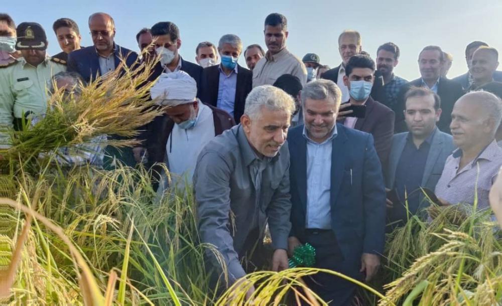 آغاز برداشت خوشه های طلایی برنج از شالیزارهای گیلان با حضور استاندار در خمام