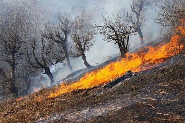 رضوی سرپرست منابع طبیعی گیلان: آتش سوزی ۱۰ هکتار از باغات رودبار/ اطفای حریق ادامه دارد