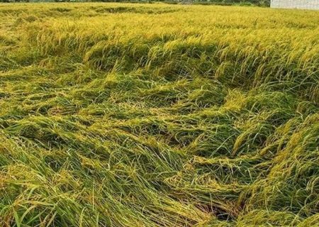 خوابیدگی ۱۰ درصد شالیزار‌های گیلان در مرحله برداشت برنج