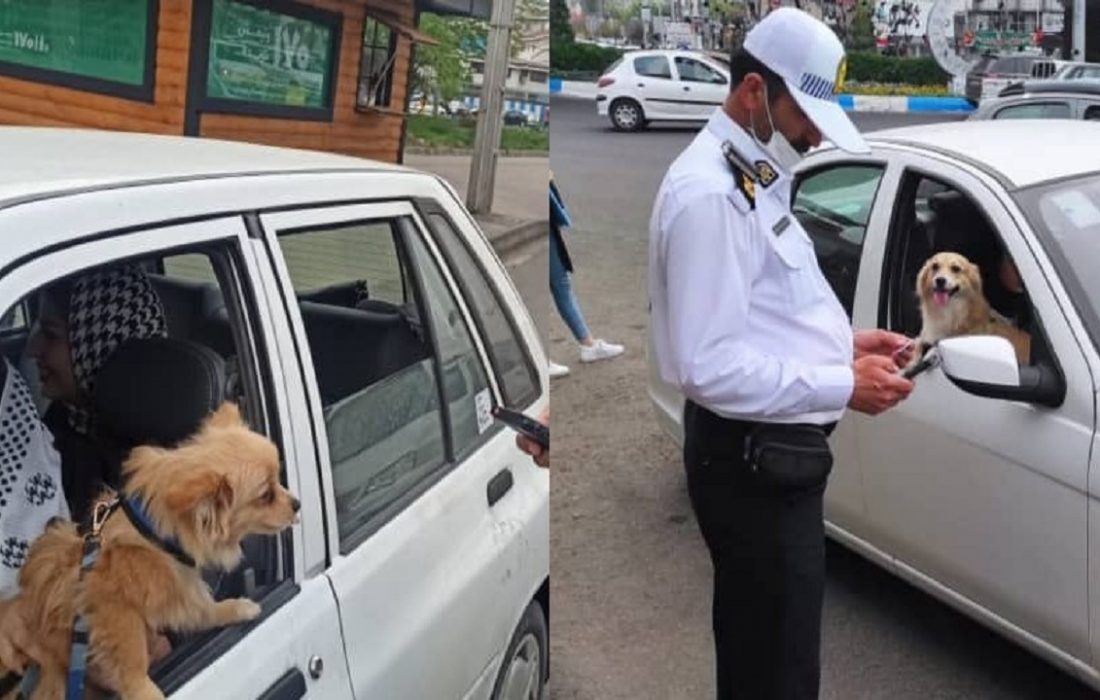 رئیس پلیس راهور گیلان خبرداد: اجرای طرح برخورد با سگ گردانی با خودرو در گیلان